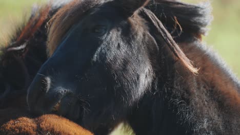 a horse grooms and playfully bites the other horse's back