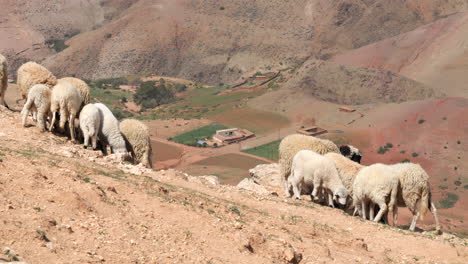 Ovejas-Pastando-En-La-Ladera-De-La-Montaña-En-La-Región-Del-Atlas,-Marruecos