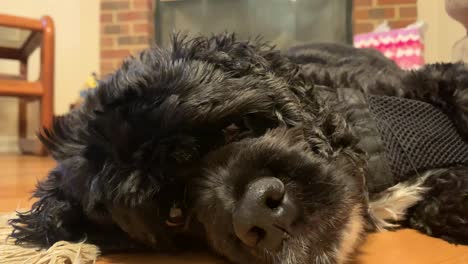 Cocker-Spaniel-laying-down-in-living-room