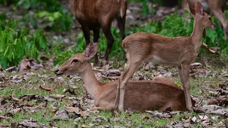 Der-Eldhirsch-Ist-Aufgrund-Von-Lebensraumverlust-Und-Jagd-Eine-Vom-Aussterben-Bedrohte-Art