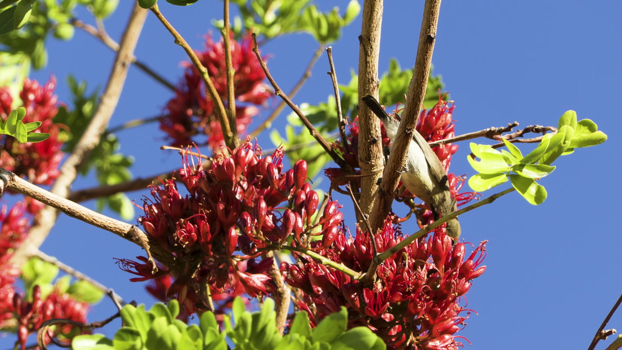 Female dusky sunbird on a branch of a South African tree fuchsia. The bird looks upwards, searching for the best position to reach the blossoms. Then it hops to a higher branch and dips its beak in.