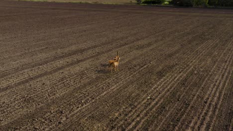 three deers standing on dirt field