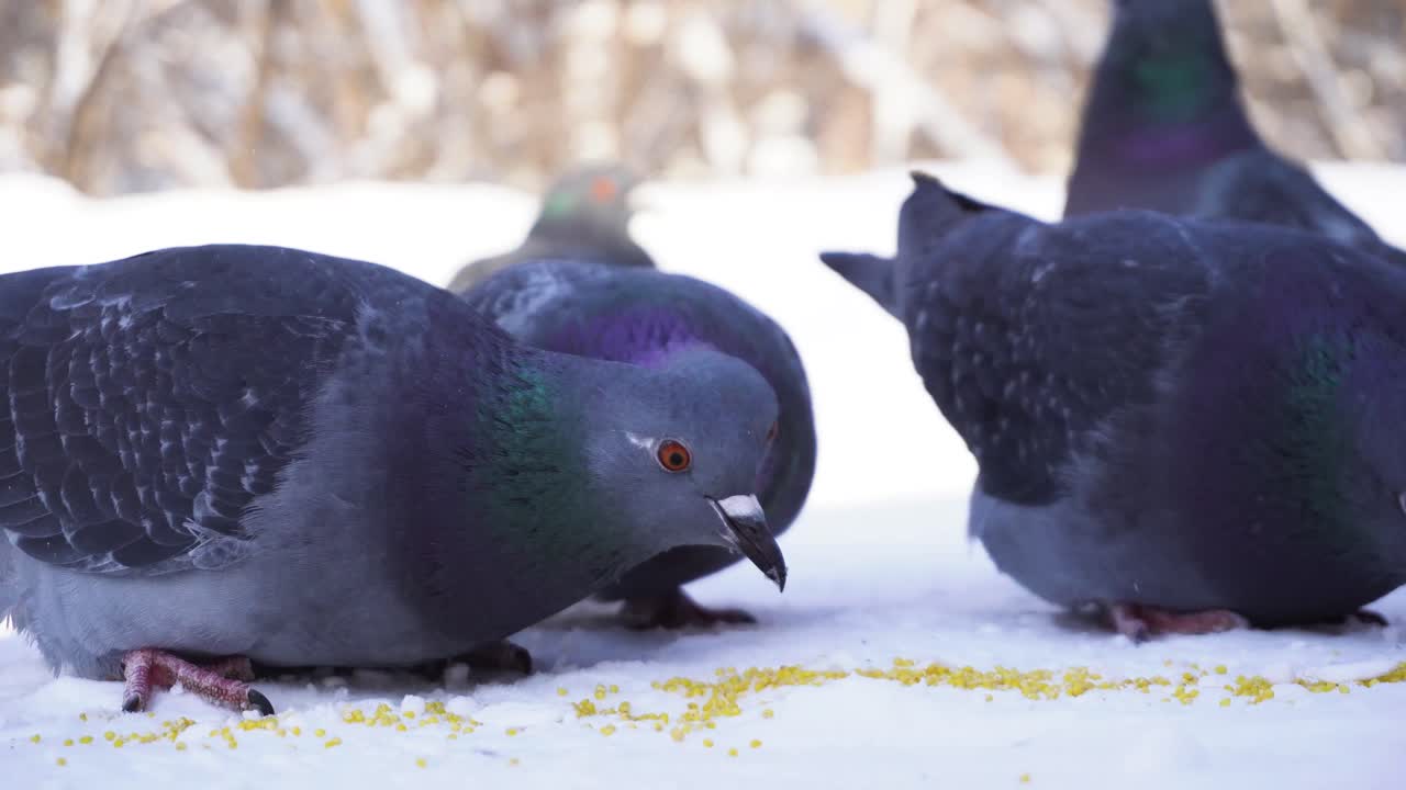 눈 속에서 먹는 비둘기