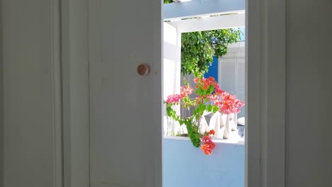 smooth trackback of sunny caribbean patio with vibrant tropical bougainvillea entering window white bedroom
