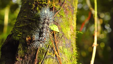 In Peru’s jungle, a venomous caterpillar with spines creeps over mossy bark in closeup view.
