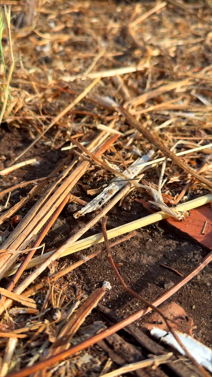 Close-up of Dry Grass and Straw on Soil