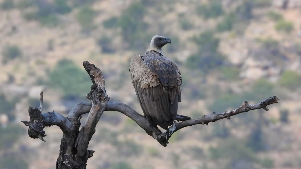retrato de un buitre posado en una rama, explorando una presa