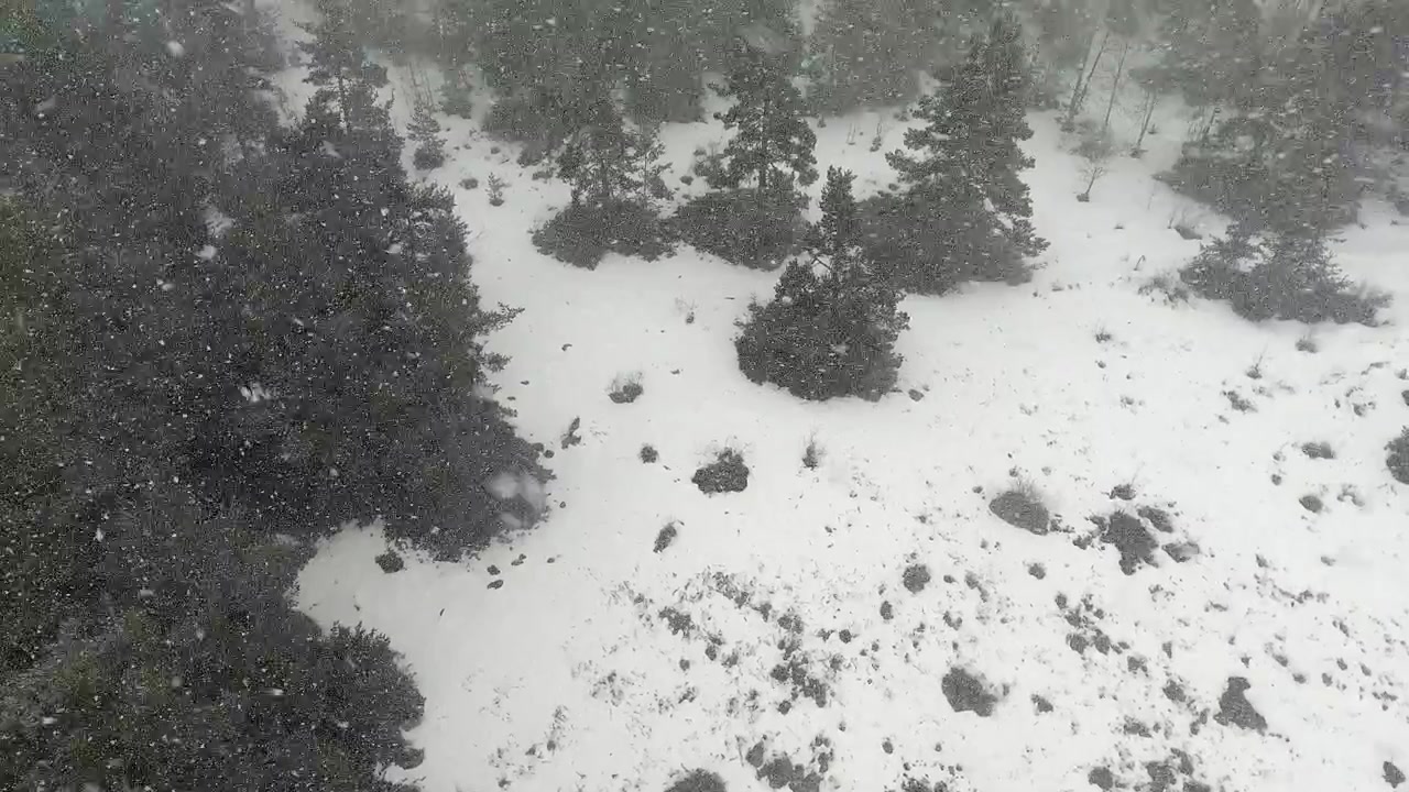 Vista aerea di una forte nevicata su una pineta