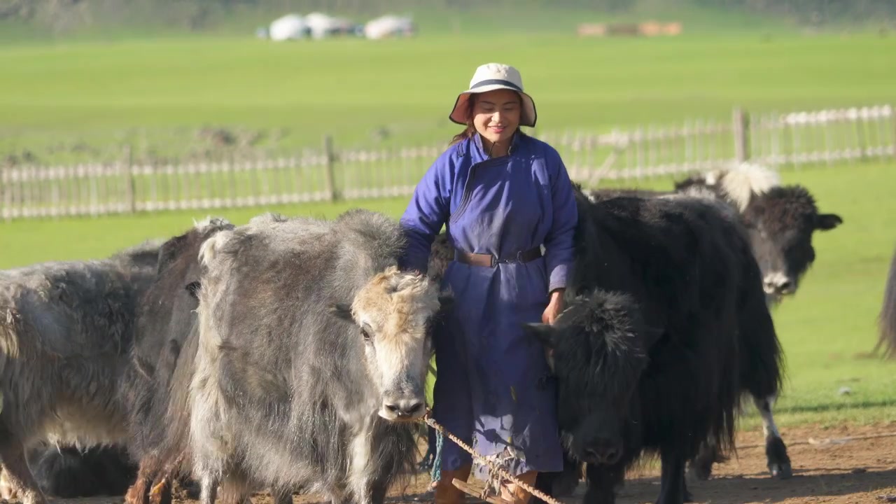 Donne nomadi mongole che accudiscono gli yak nella steppa.