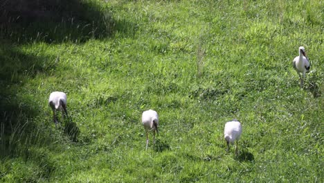 Draufsicht-Zeigt-Eine-Gruppe-Von-Weißstörchen,-Die-An-Sonnigen-Tagen-Auf-Einer-Grünen-Wiese-Nach-Nahrung-Suchen