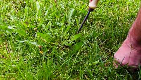 gardener tirelessly continue the battle to keep his lawn dandelion-free by digging them out