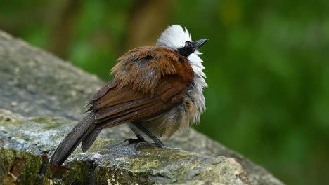 el zorzal risueño de cresta blanca, garrulax leucolophus, se acercó mientras se rasca y se acicala después de un baño y luego salta fuera del marco mientras está mojado