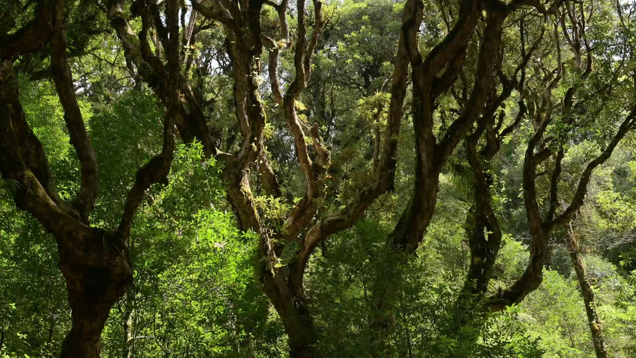 Green Trees in Jungle Scenery in Nepal, Tropical Plants and Rainforest Scenery in the Rainforest in the Himalayas Mountains in Nepal