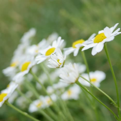 daisy flowers dancing in the wind