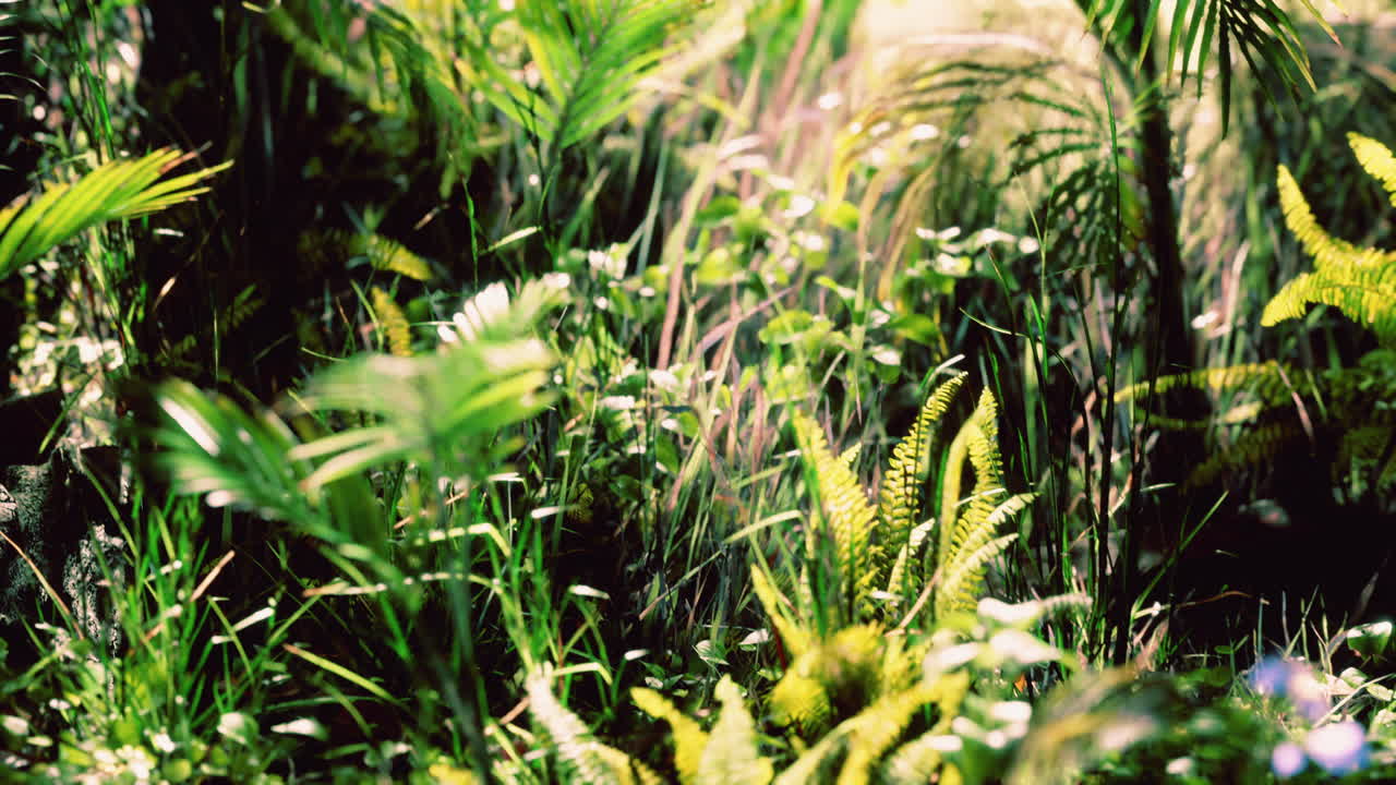 cerrar la hierba y las plantas de la selva