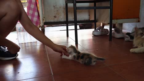 person playing with a small kitten indoors