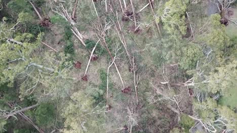 downward drone footage over forest near trentham after the storm event on 10 june, 2021, victoria, australia