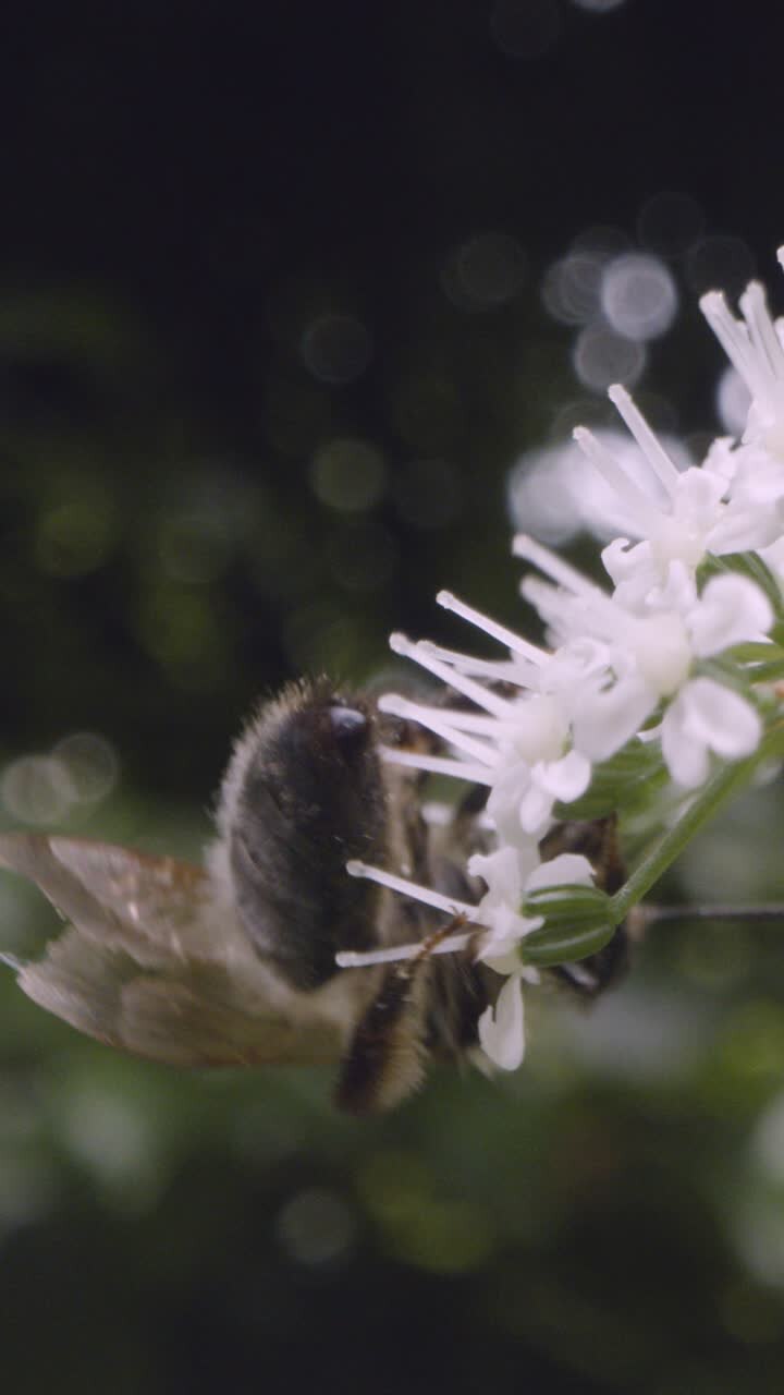 Vertical Video Close Up Of Bee On Flower Collecting Nectar UK Countryside 1