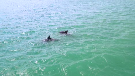 Toma-Aérea-De-Drones-De-3-Delfines-Nadando-En-Aguas-Turquesas-Del-Golfo-De-México
