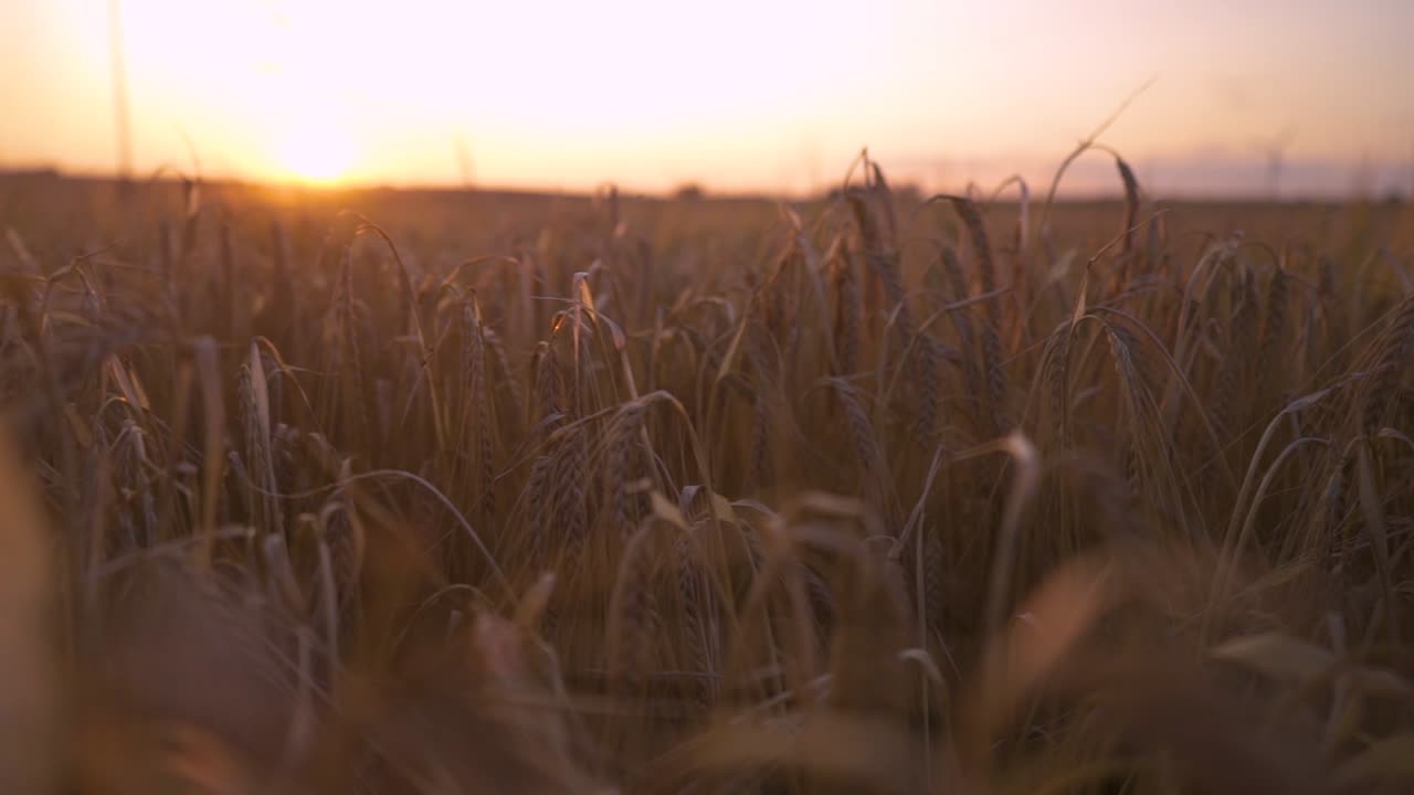 Sunset over a field of barley. gentle camera slide to the right close to the plants