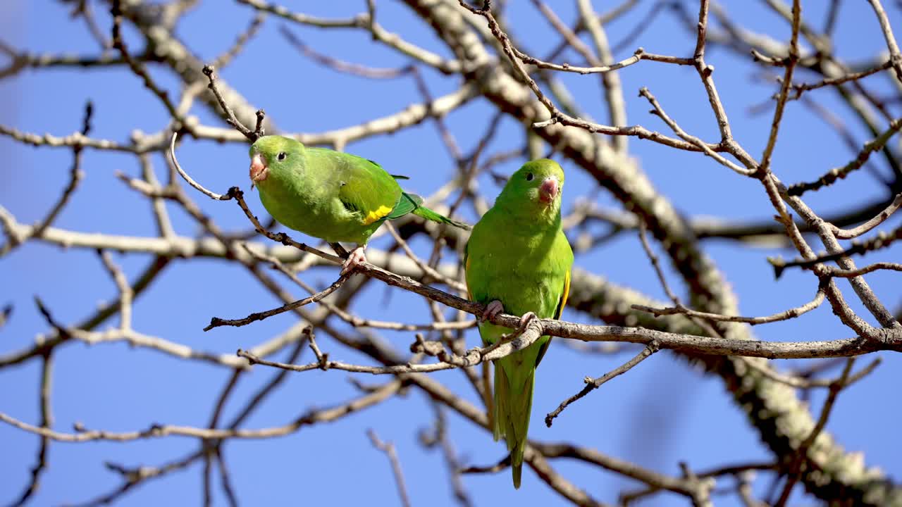여름에 푸른 하늘을 배경으로 나무 가지에 자리 잡은 열대 녹색 흰 날개 앵무새의 쌍을 보여주는 닫습니다