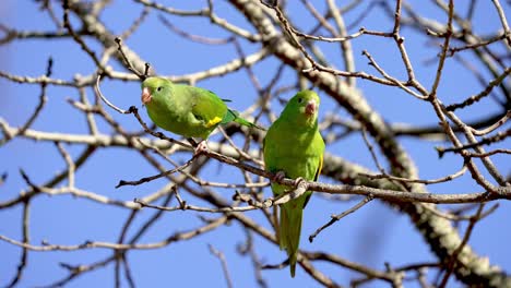 primer plano que muestra un par de loros periquitos de alas blancas verdes tropicales posados en una rama de árbol contra el cielo azul en verano
