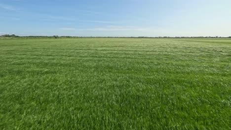 drone volando rápido y bajo sobre campos de granja verdes cerca de middelburg en los países bajos