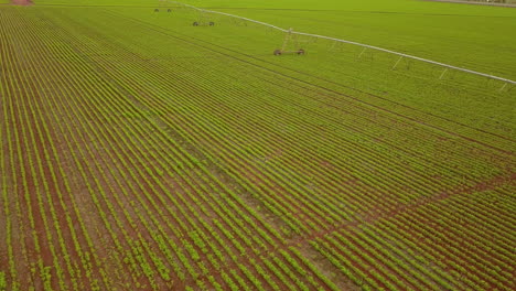 toma aérea de drones volando sobre un campo de cultivo con una instalación de riego en él
