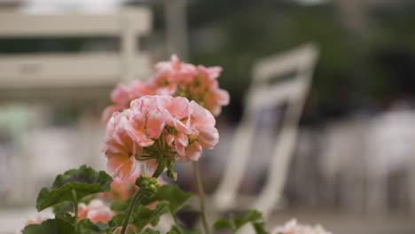 Flowers-softly-flustering-in-wind-on-overcast-day-in-orbit-dolly-shot