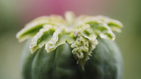 extreme macro shot of an opium poppy seed with shallow depth of field