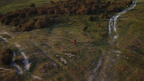 Descending-drone-shot-of-New-Forest-Ponies-in-the-UK-at-sunset