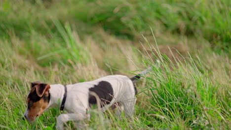 um cachorro caminhando em um campo aberto verde em um dia ensolarado