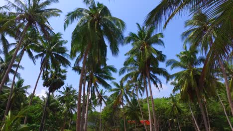 ambiente tropical