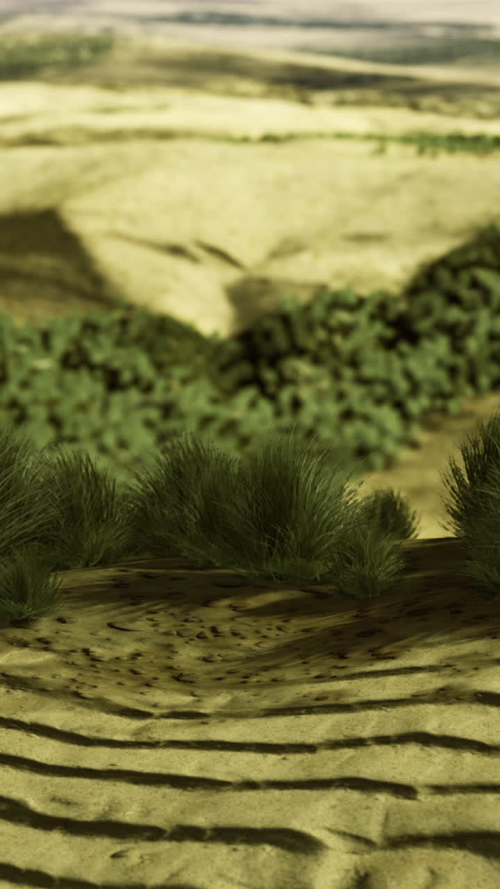 Illuminated by the warm glow of a setting sun lush greenery contrasts with the sandy