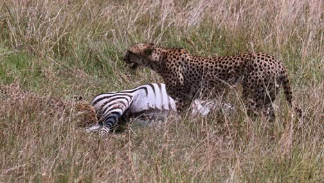 cheetahs feeding on their prey at the maasai mara national reserve in kenya