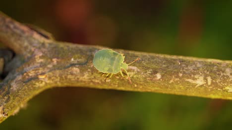 La-Chinche-Verde-Del-Bosque-(palomena-Prasina)-Es-Una-Especie-De-Chinche-Escudo-De-La-Familia-Pentatomidae,-Que-Se-Encuentra-En-La-Mayor-Parte-De-Europa.-Habita-En-Bosques,-Arboledas,-Huertas-Y-Jardines.