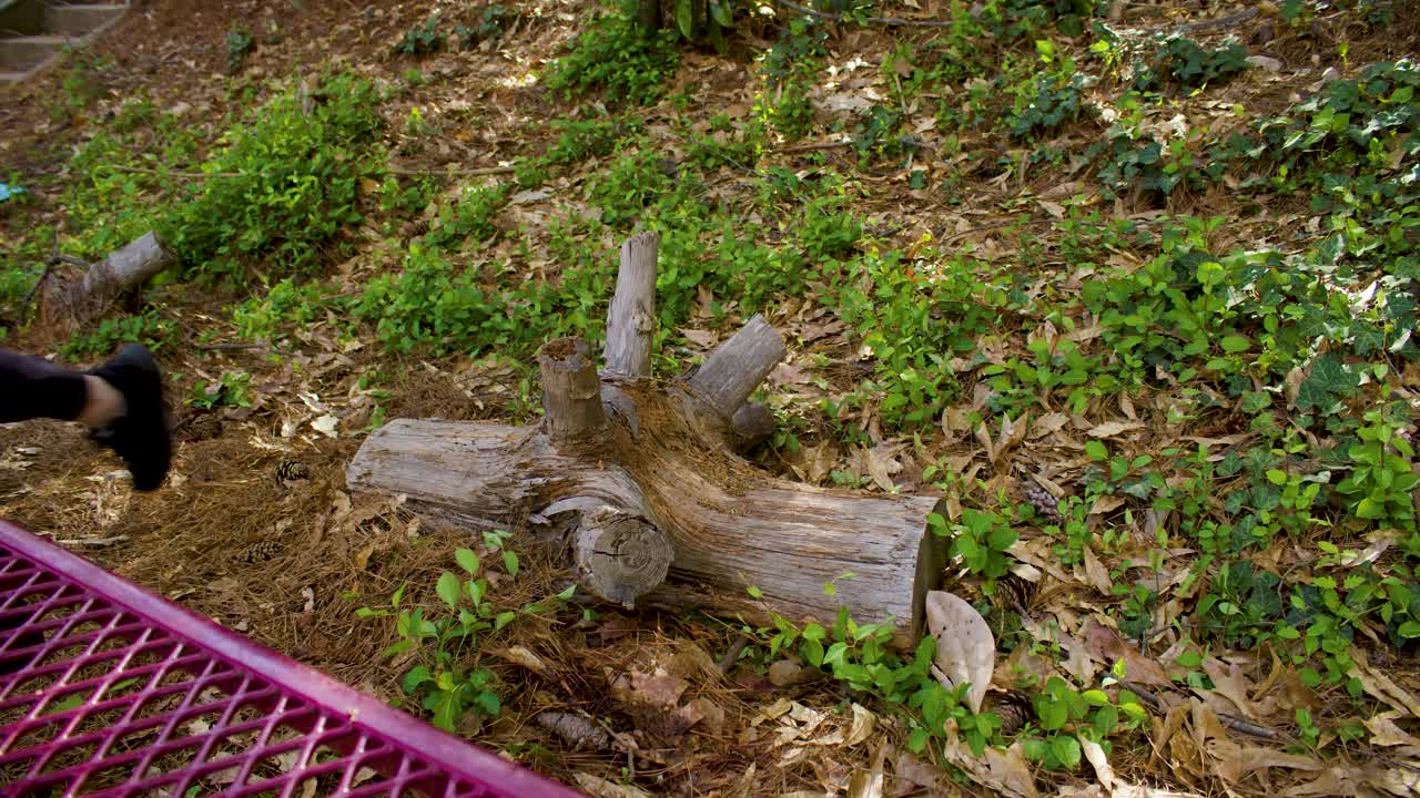 한 젊은 여성 이 자선 사업 을 위해 쓰레기 집단 을 모으는 일 의 일환 으로 숲 이 있는 공원 에 있는 나 ⁇ 가지 근처 에서 쓰레기 를 가져온다