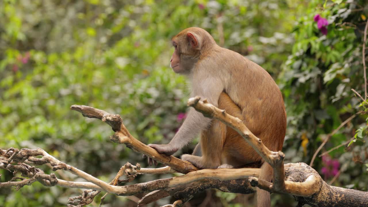 Macaques in nature. Macaques constitute a genus (Macaca) of gregarious monkeys. Macaques are found in a variety of habitats throughout the Asian continent and are highly adaptable