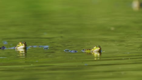 a closeup shot of a pair of frogs mating or hunting on the lake