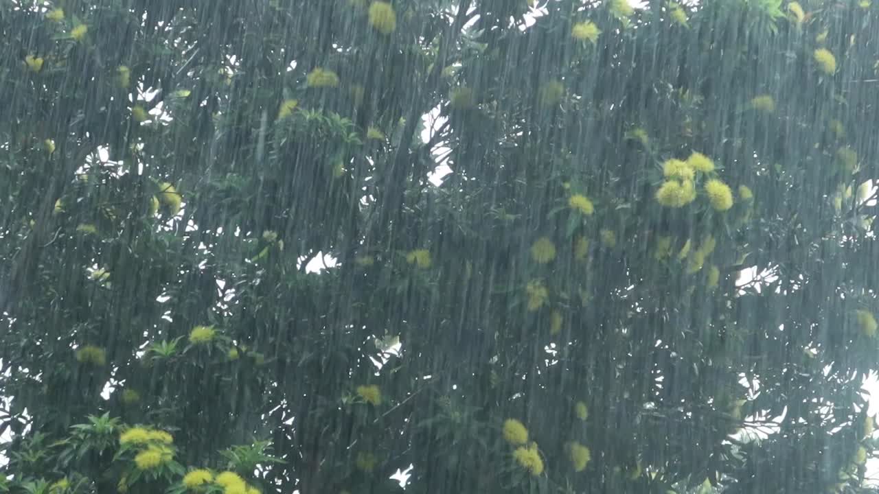 노란색 꽃이 있는 나무에 비가 내리고 있다