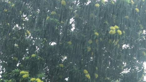 rain falling on a tree with yellow flowers