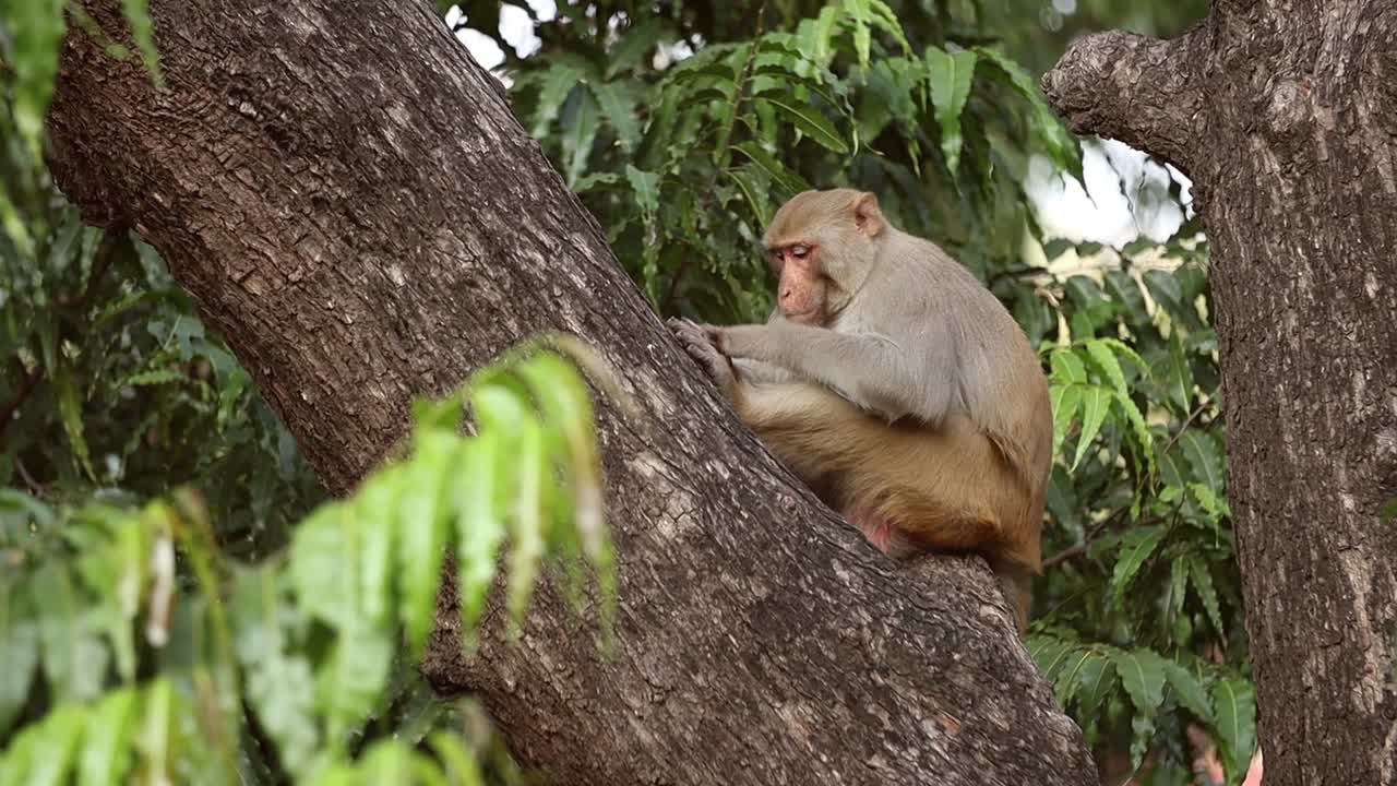el macaco rhesus (macaca mulatta) en cámara lenta es una de las especies más conocidas de monos del viejo mundo. parque nacional de ranthambore sawai madhopur rajasthan india