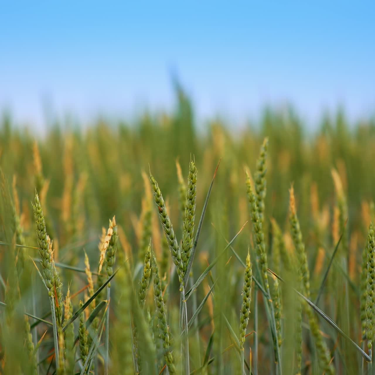 Grain ripen in the sun at the agricultural field. Some spikelets moving slowly in the wind. Close up. Blurred background