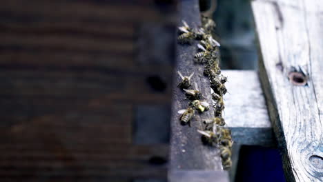 static shot of a swarm of european dark bees gathering near their hive