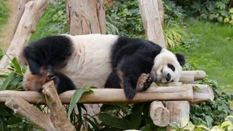 Panda-sleep-on-the-wood