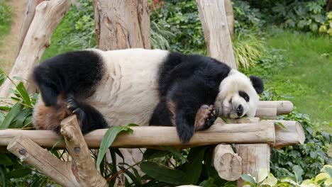 el panda duerme en la madera.