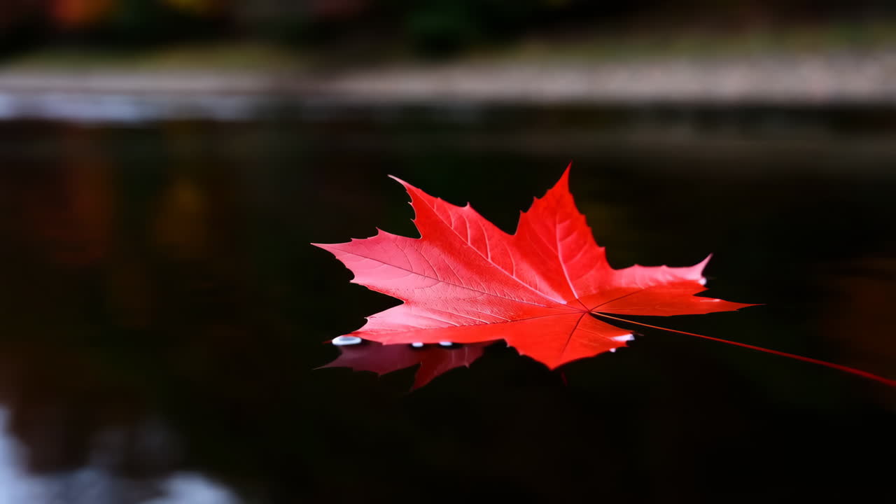 Red Maple Leaf Floating on Water