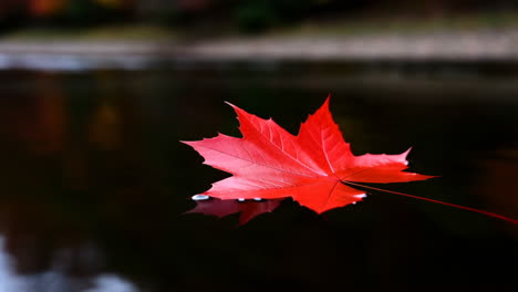 red maple leaf floating on water