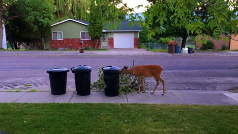 a whitetail doe eats tree branches on sidewalk by garbage cans