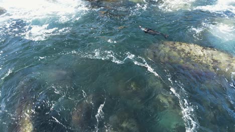 injured baby fur seal rolling in the ocean as the swell moves in along the rocky shoreline